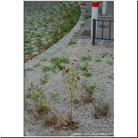 2021-07-30 Kiesbeet 02.JPG